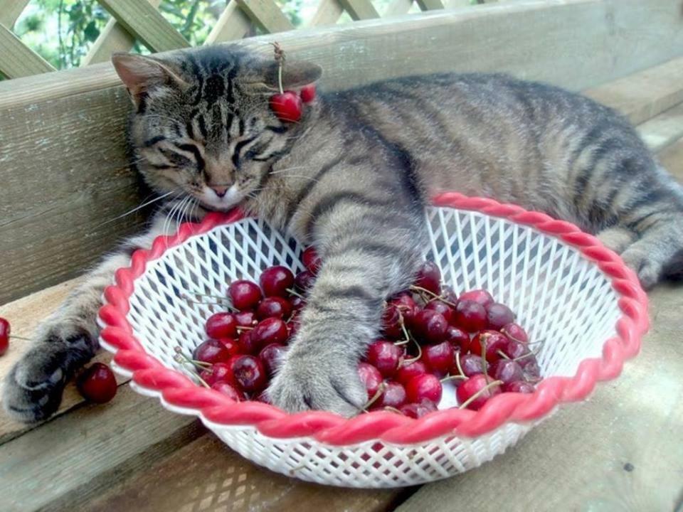 Willa Casa Bunicii - Bran Sohodol Sohodol  Zewnętrze zdjęcie